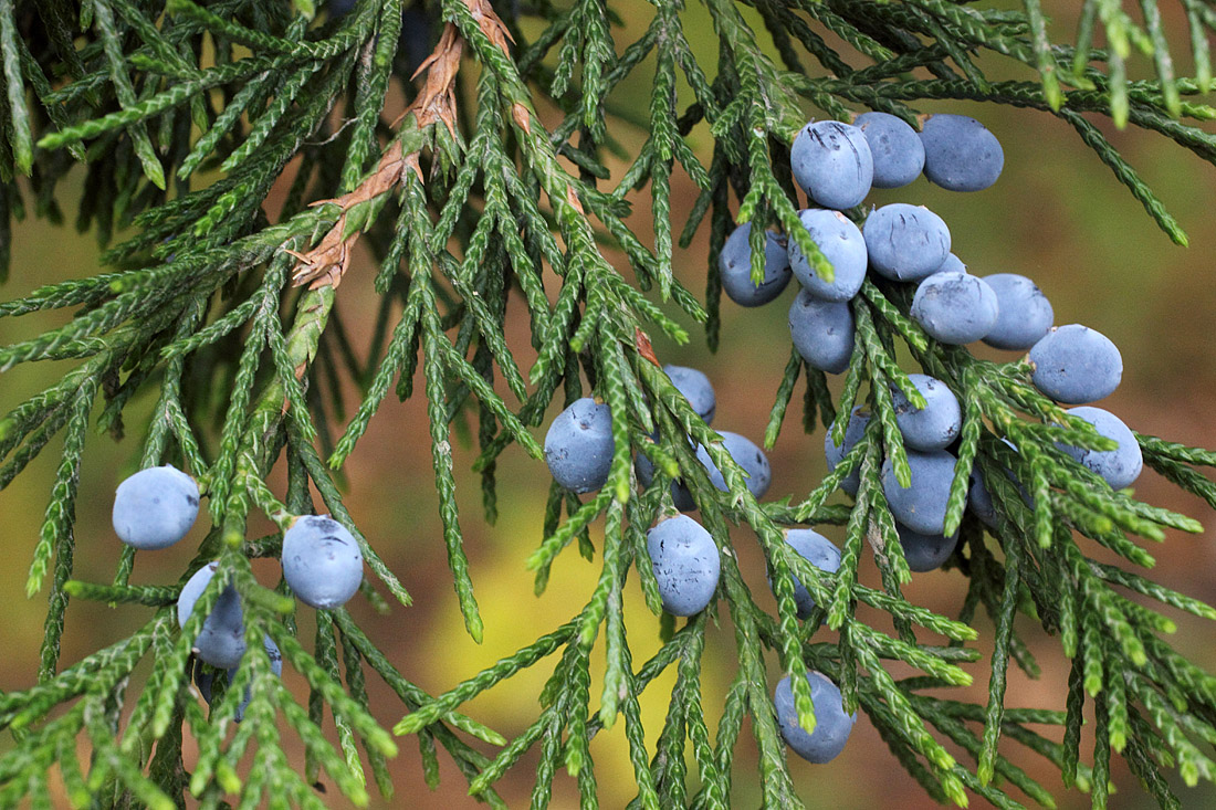 Изображение особи Juniperus virginiana.