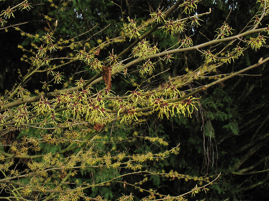 Изображение особи Hamamelis japonica.