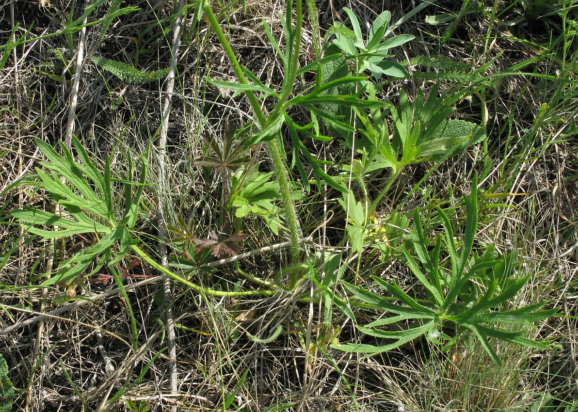 Image of Ranunculus polyanthemos specimen.