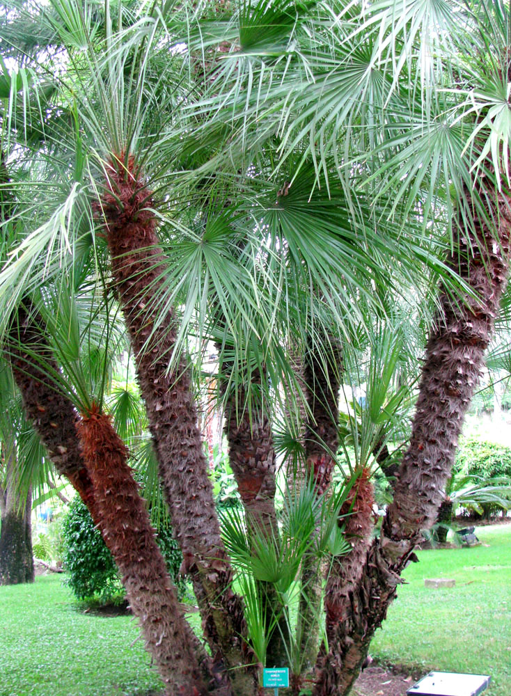 Image of Chamaerops humilis specimen.