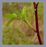 Rosa glabrifolia. Часть побега с распускающимися листьями. Чувашия, окр. г. Шумерля, берег р. Сура, устье р. Мочалка. 7 мая 2009 г.