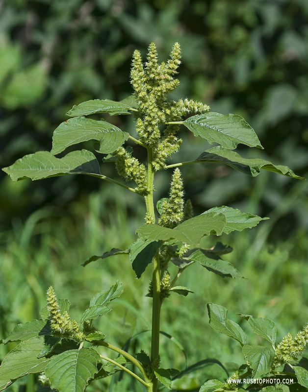 Image of Amaranthus retroflexus specimen.