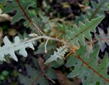 Solanum pyracanthum. Верхушка побега. Германия, г. Krefeld, ботанический сад. 21.10.2012.