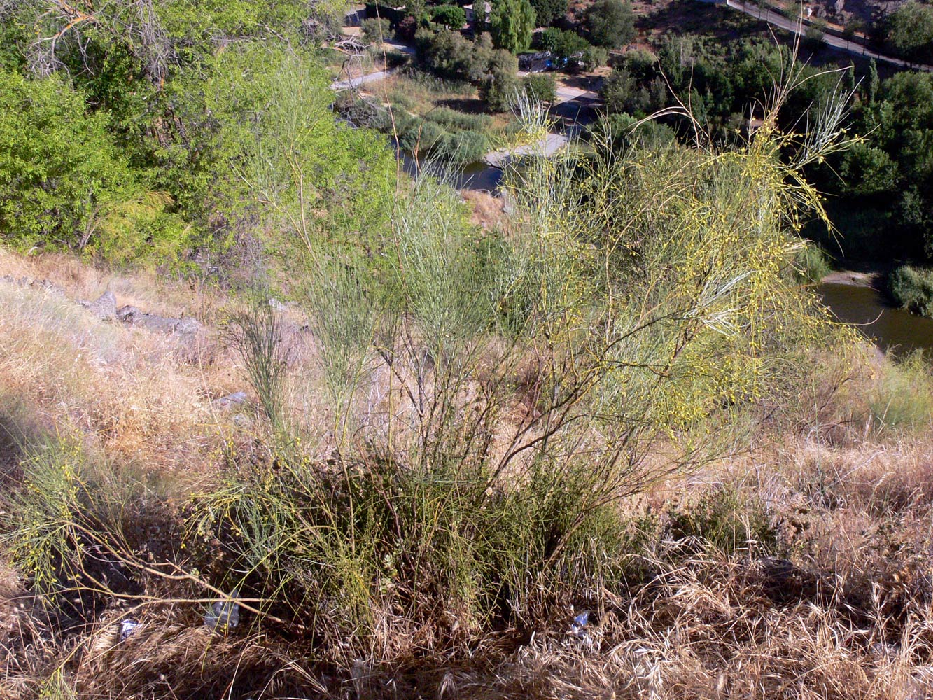 Image of Retama sphaerocarpa specimen.