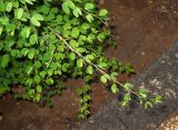 Bauhinia tomentosa