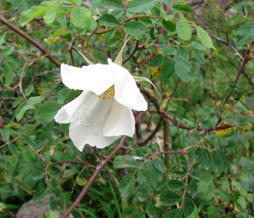 Image of genus Rosa specimen.