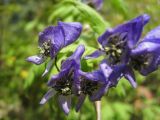 Aconitum woroschilovii