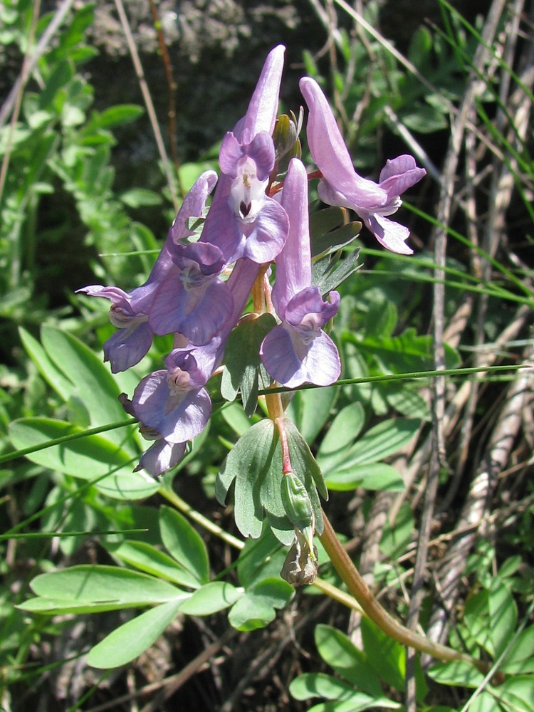 Изображение особи Corydalis solida.