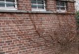 Hydrangea petiolaris. Верхняя часть растения в начале вегетации. Германия, г. Кемпен, в частном саду. 08.03.2013.