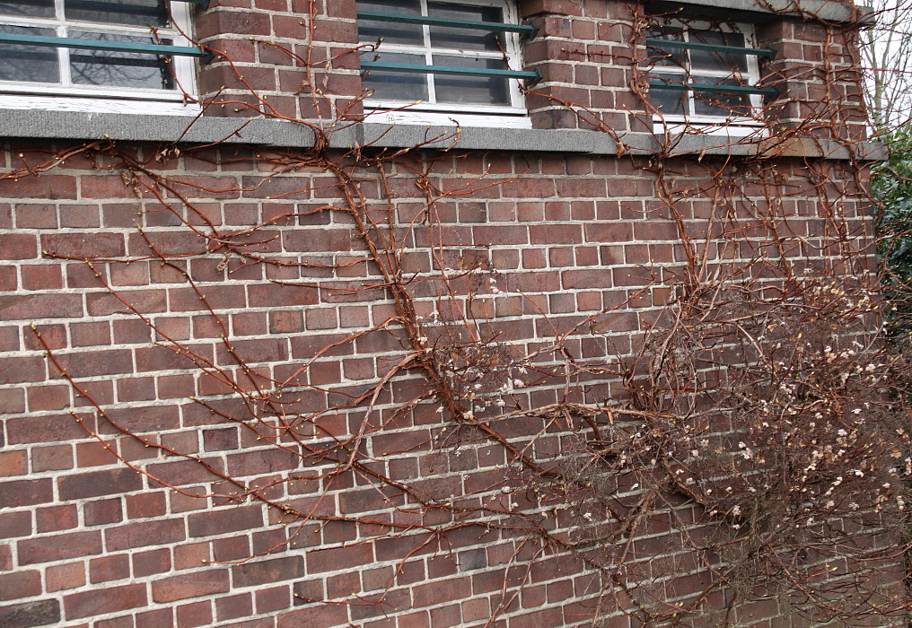 Image of Hydrangea petiolaris specimen.
