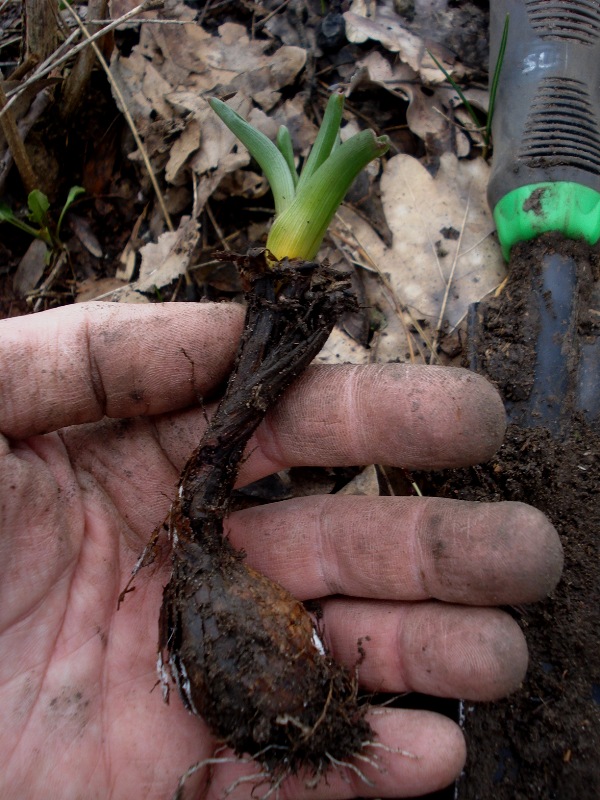 Image of Colchicum arenarium specimen.