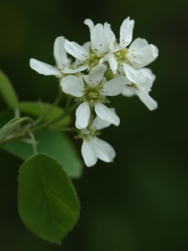 Image of Amelanchier spicata specimen.