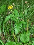 Senecio grandidentatus. Цветущее растение. Украина, г. Запорожье, пос. Солнечный, балка, поросший травой участок между деревьями. 29.09.2012.