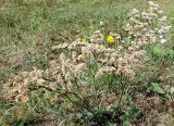 Goniolimon speciosum. Плодоносящее растение. Якутия (Саха), к югу от г. Якутска, степь. 16.08.2012.