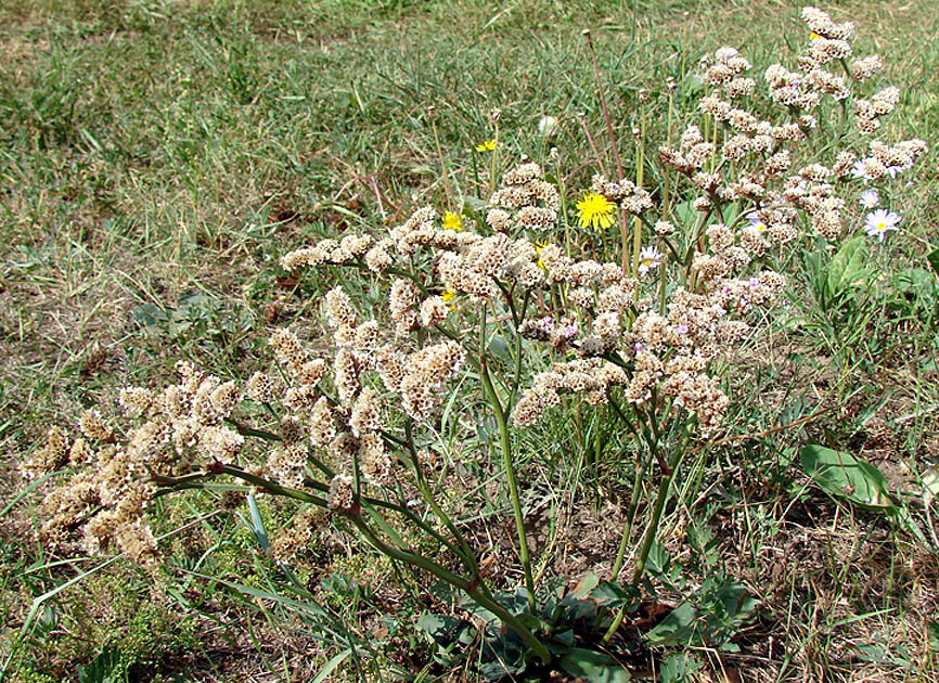 Image of Goniolimon speciosum specimen.