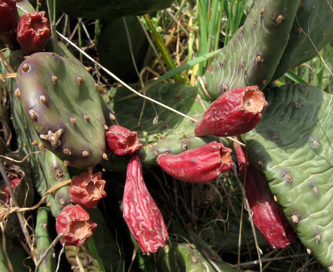 Image of Opuntia humifusa specimen.