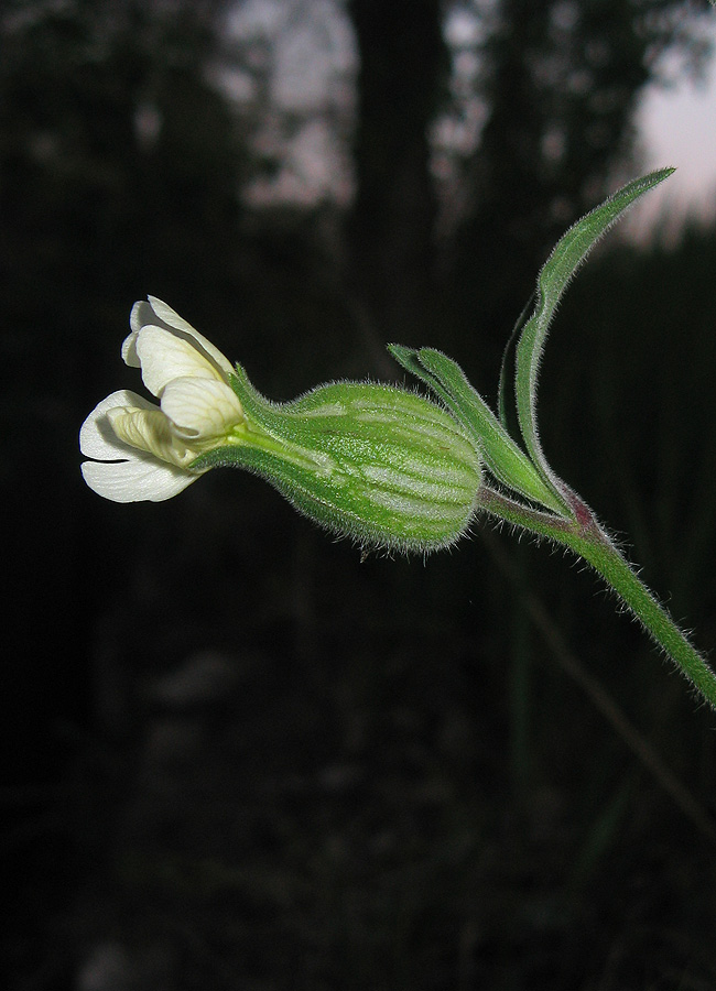 Image of genus Melandrium specimen.