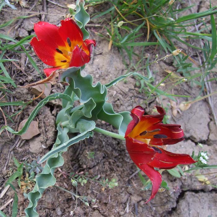 Image of Tulipa suaveolens specimen.