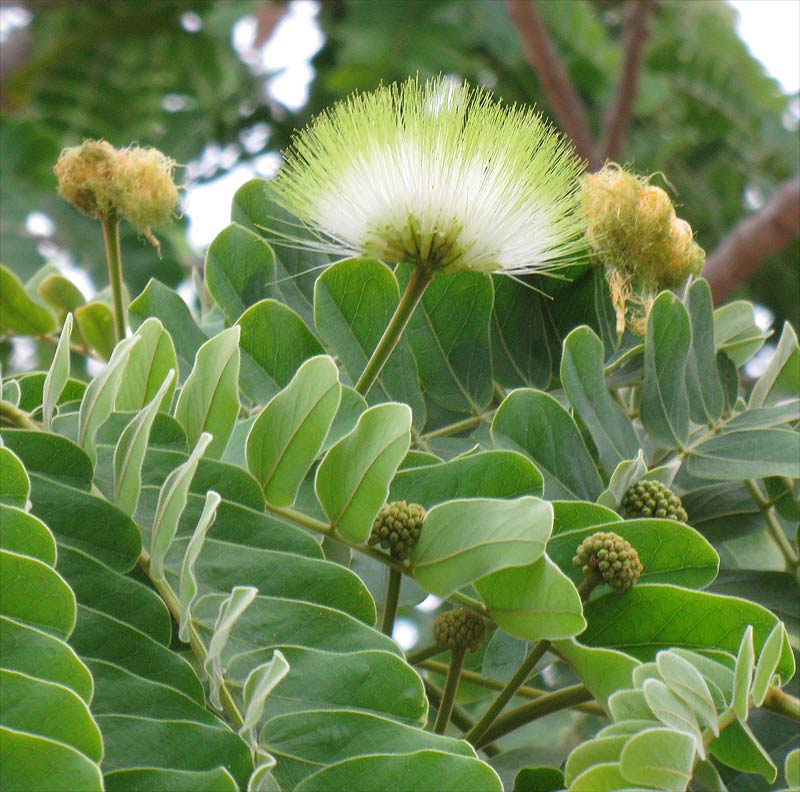 Image of Albizia lebbeck specimen.