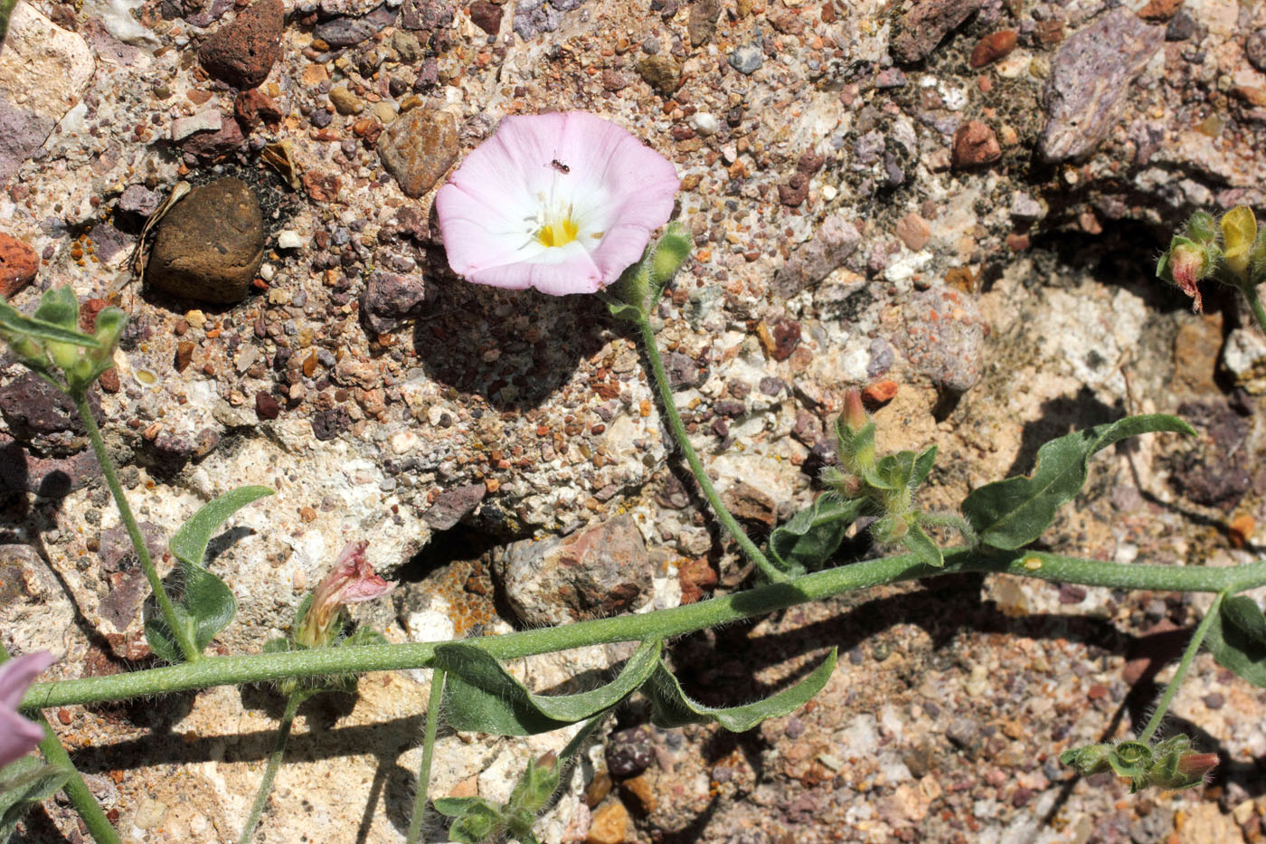 Image of Convolvulus pilosellifolius specimen.