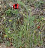 Papaver stevenianum