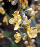 Verbascum lychnitis