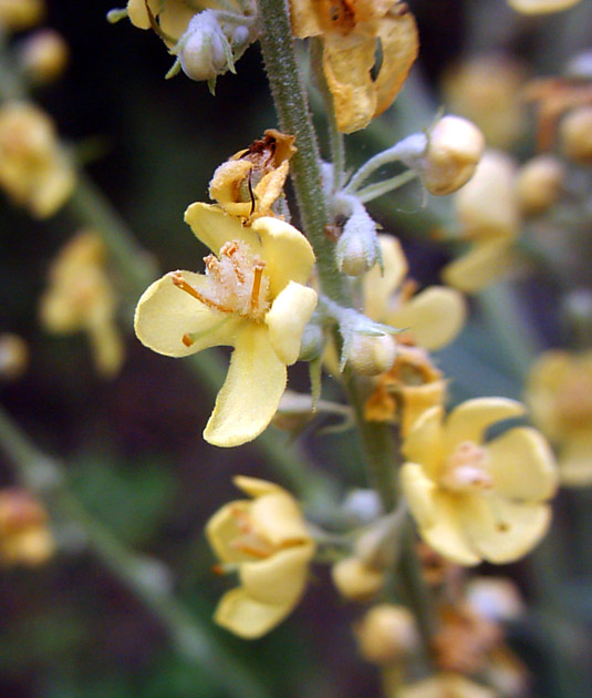 Изображение особи Verbascum lychnitis.