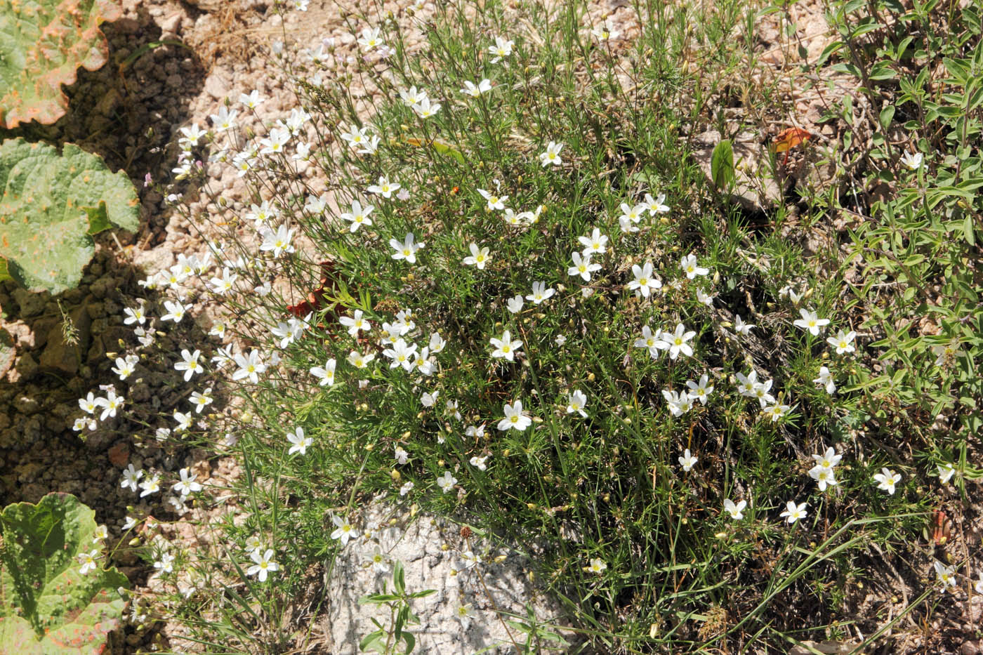 Image of Eremogone griffithii specimen.