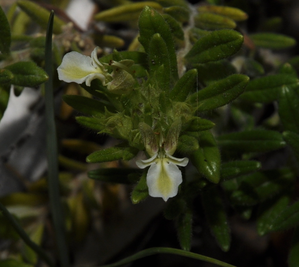 Image of Teucrium montanum specimen.