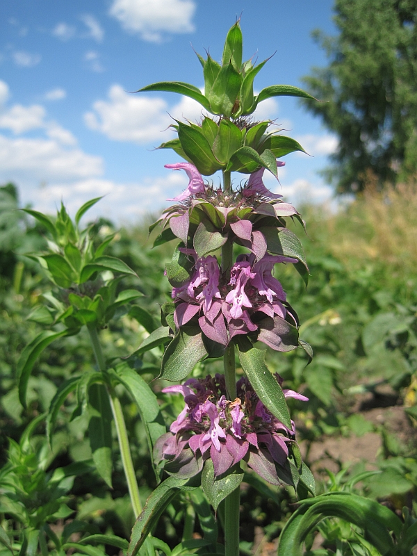 Image of Monarda citriodora specimen.