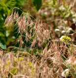 Anisantha tectorum