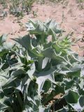 Eryngium maritimum