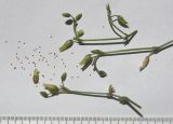 Cerastium holosteoides