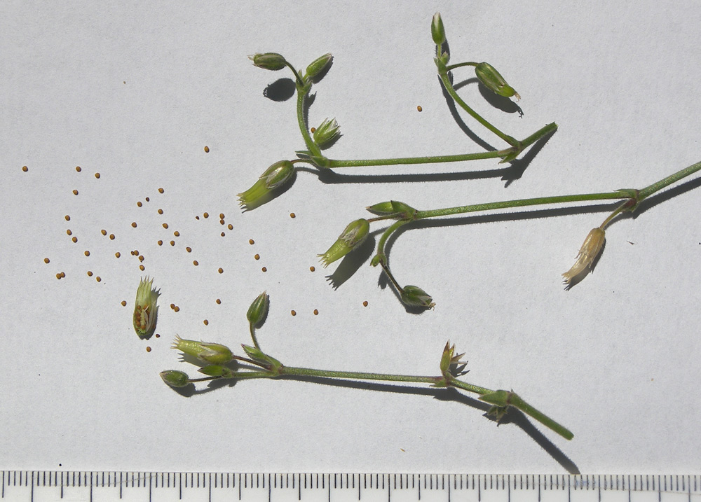Image of Cerastium holosteoides specimen.