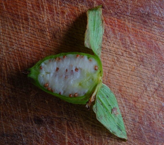 Image of Trillium camschatcense specimen.