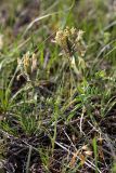 Astragalus macrotropis