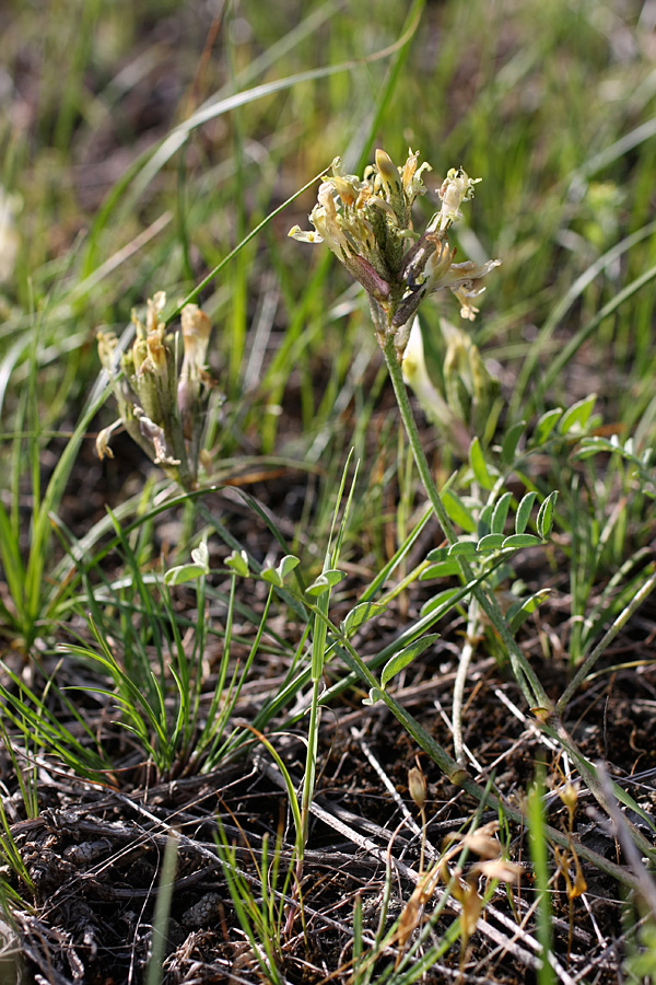 Изображение особи Astragalus macrotropis.