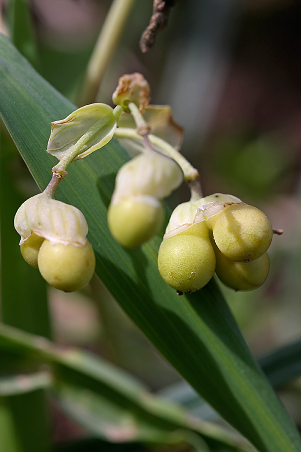 Image of Gymnospermium alberti specimen.