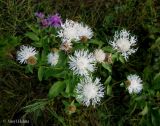 Centaurea carpatica