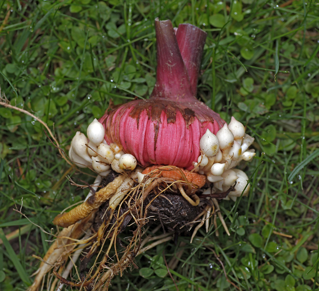 Изображение особи род Gladiolus.