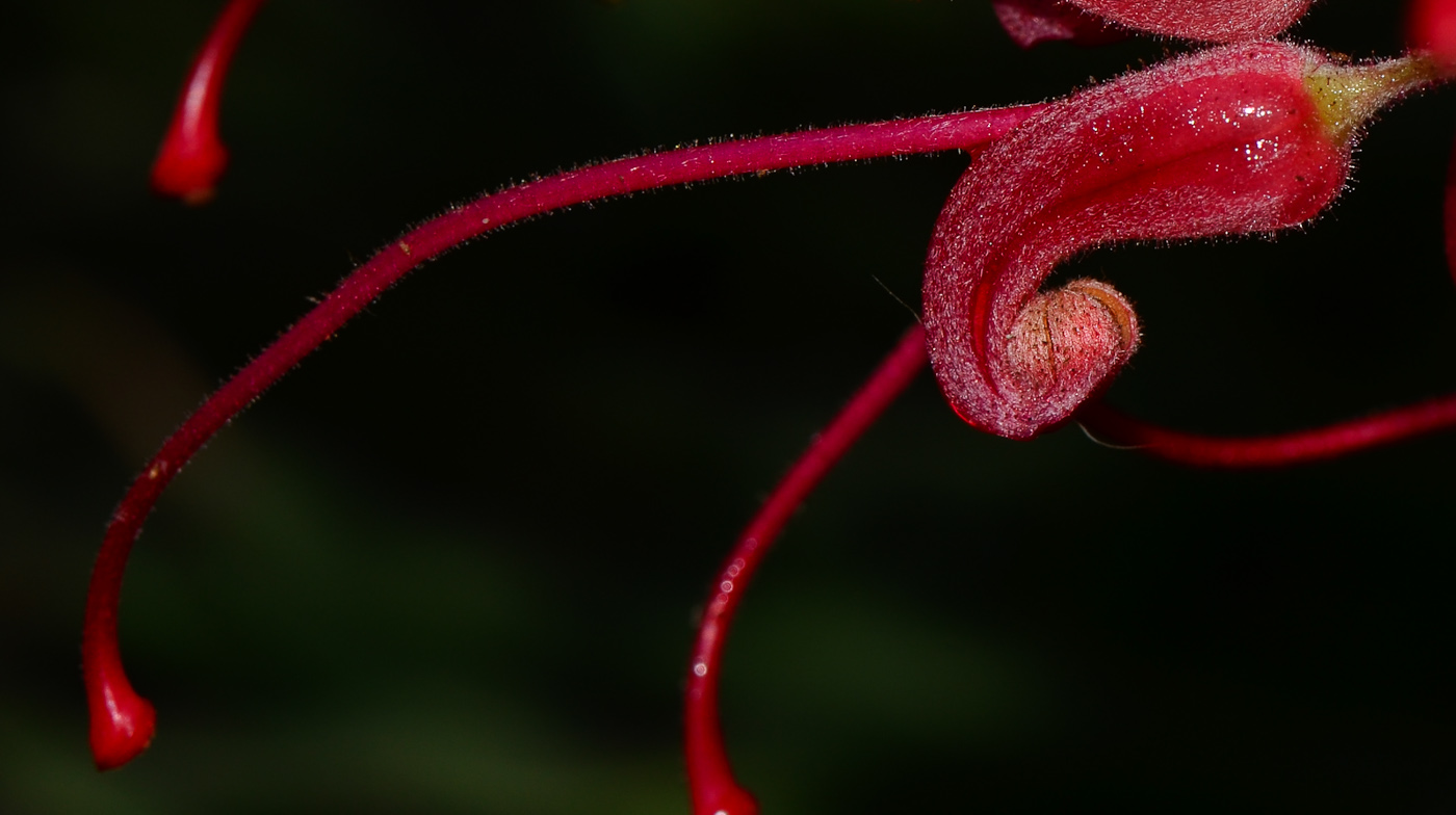 Image of Grevillea banksii specimen.