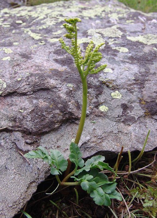 Image of Botrychium multifidum specimen.