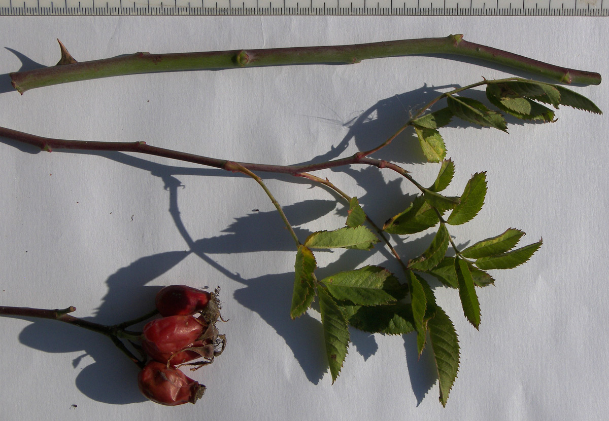 Image of Rosa iberica specimen.