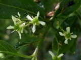 Euonymus europaeus. Цветки. Ростовская обл., Октябрьский р-н, берег пруда Терновый Яр. 14.05.2013.