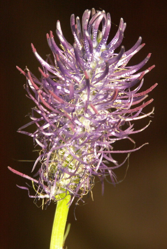 Image of Phyteuma nigrum specimen.