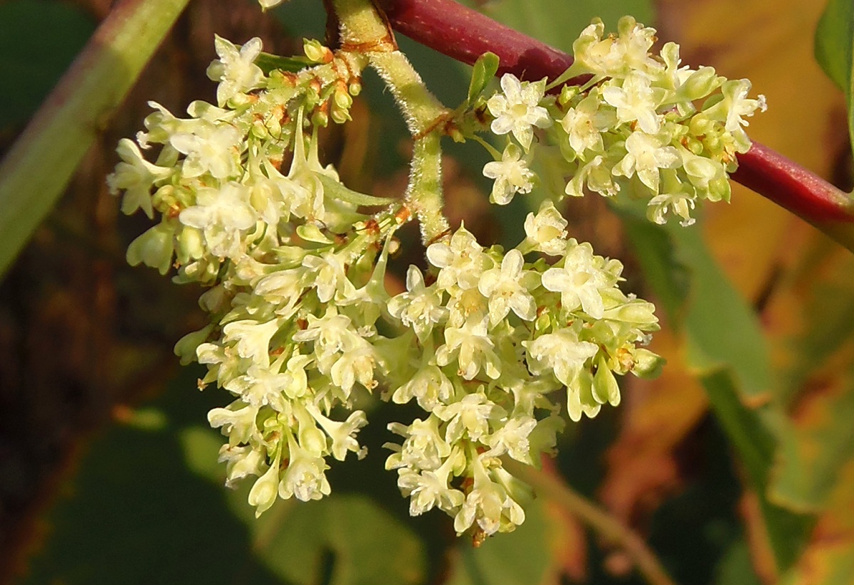 Изображение особи Reynoutria sachalinensis.