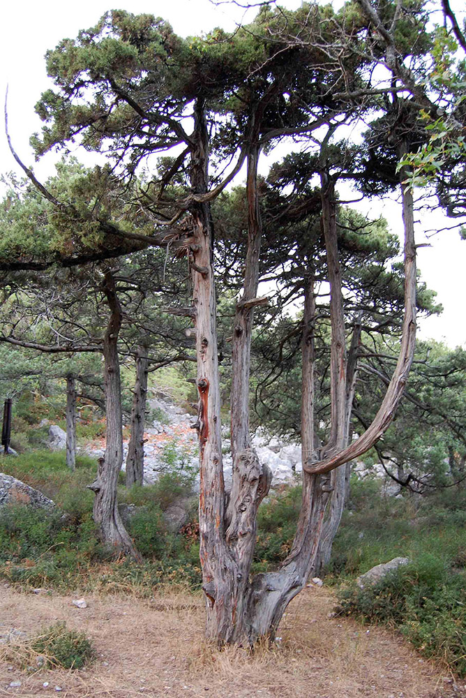 Image of Juniperus excelsa specimen.