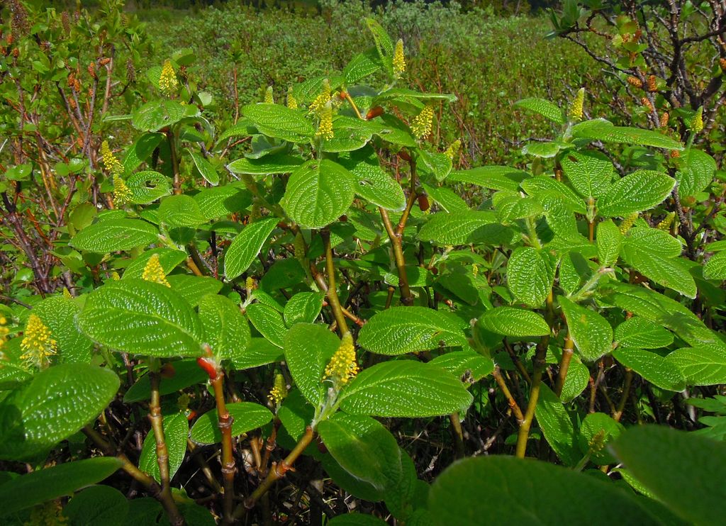 Image of Salix vestita specimen.