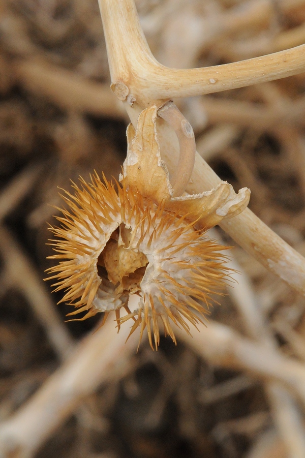 Image of Datura wrightii specimen.