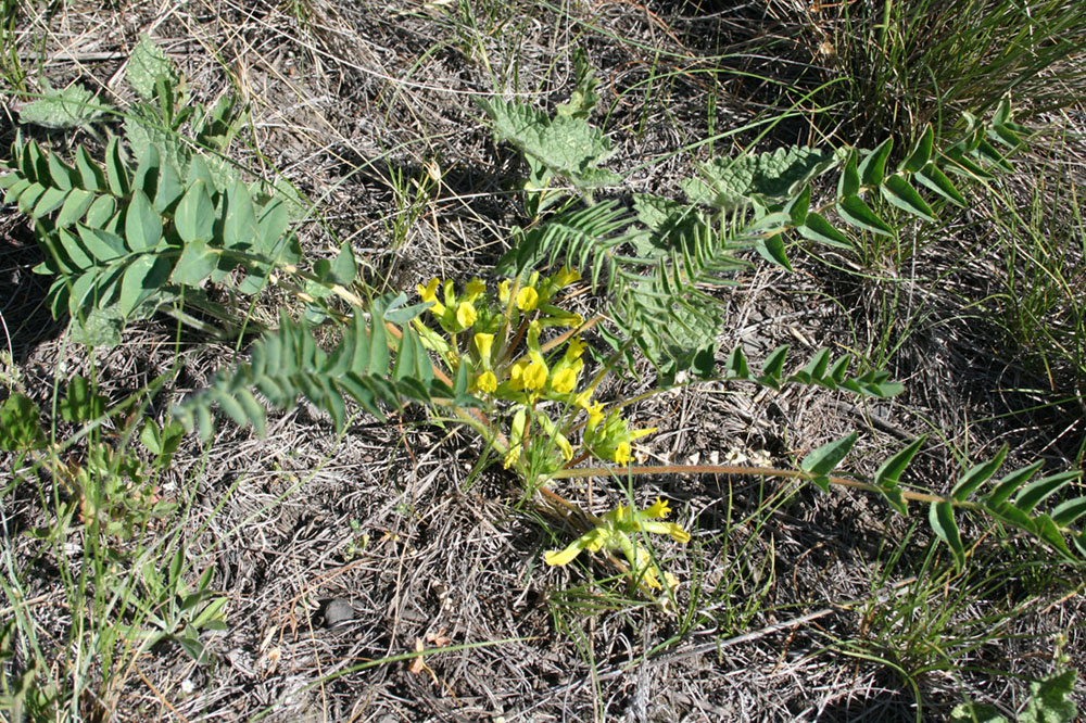 Изображение особи Astragalus schanginianus.